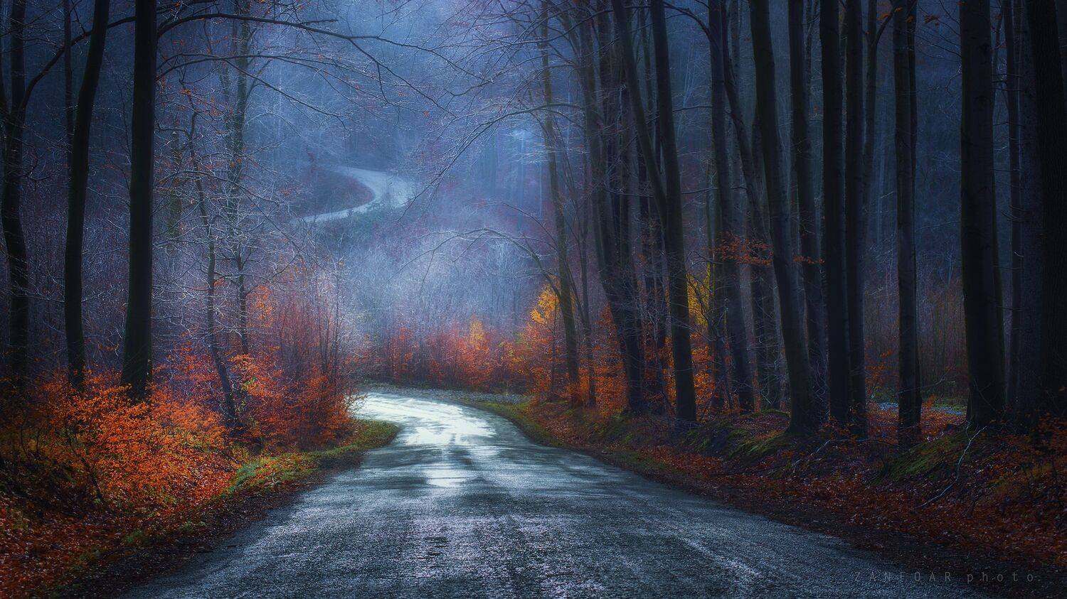 чешская республика,дождь, осень,дождь, осень, лес, дымка,czech republic,zanfoar,nikon d750,чехия,czech,bohemia,moravia, Zanfoar