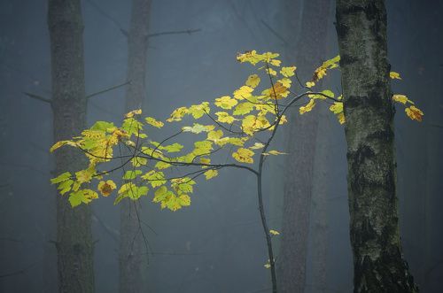 Autumn forest