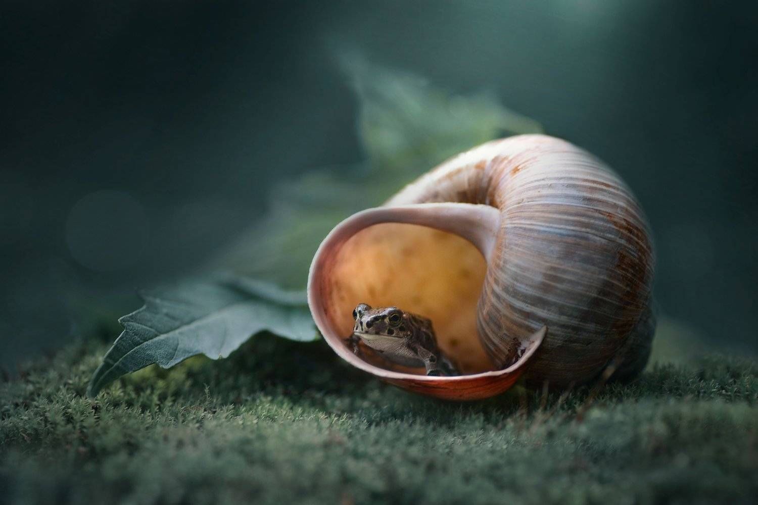 лягушка, ракушка, макро, природа, зеленый лист, Чернобай Анна