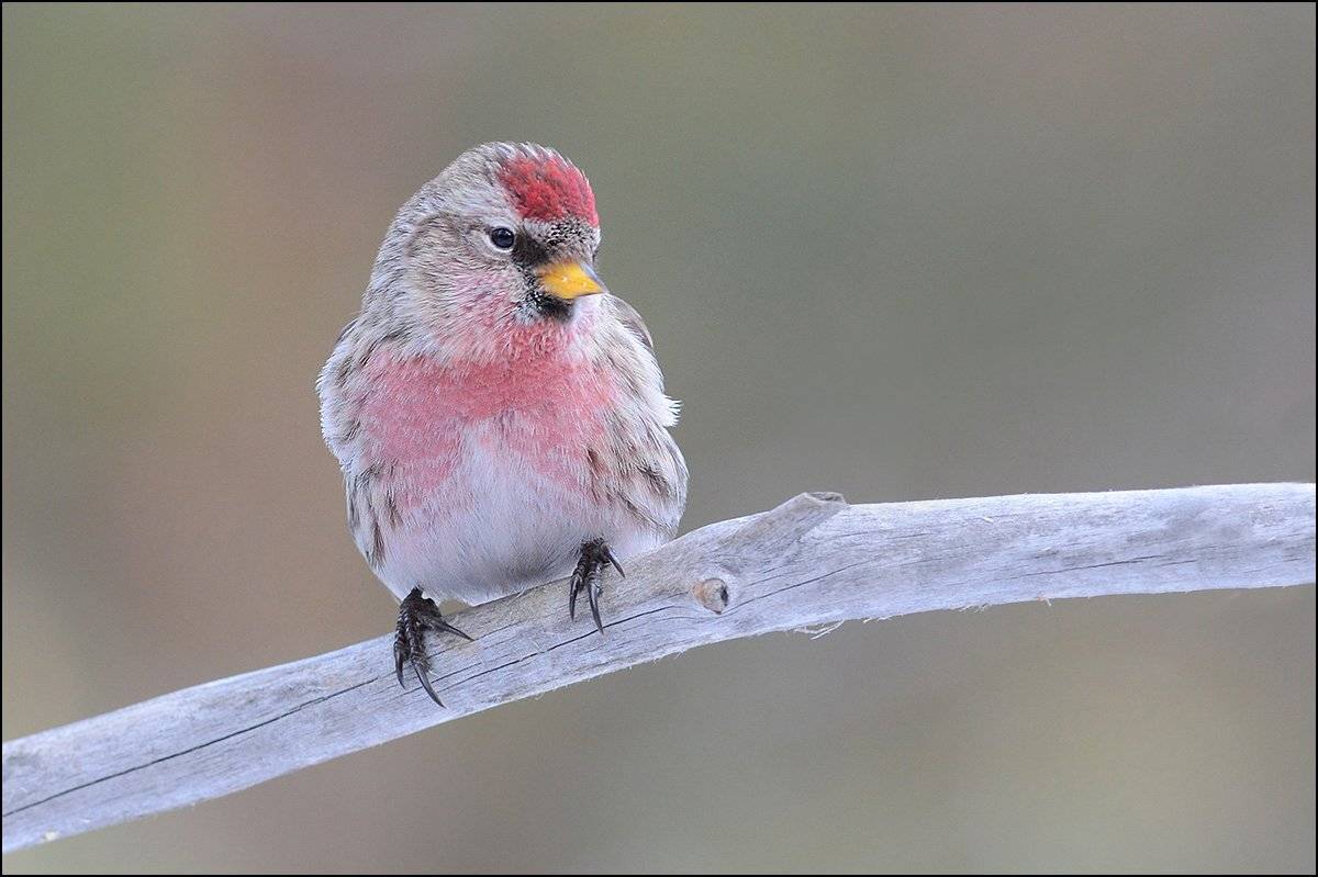 чечётка,самец,бор, Иван