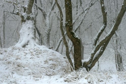Зимний лес