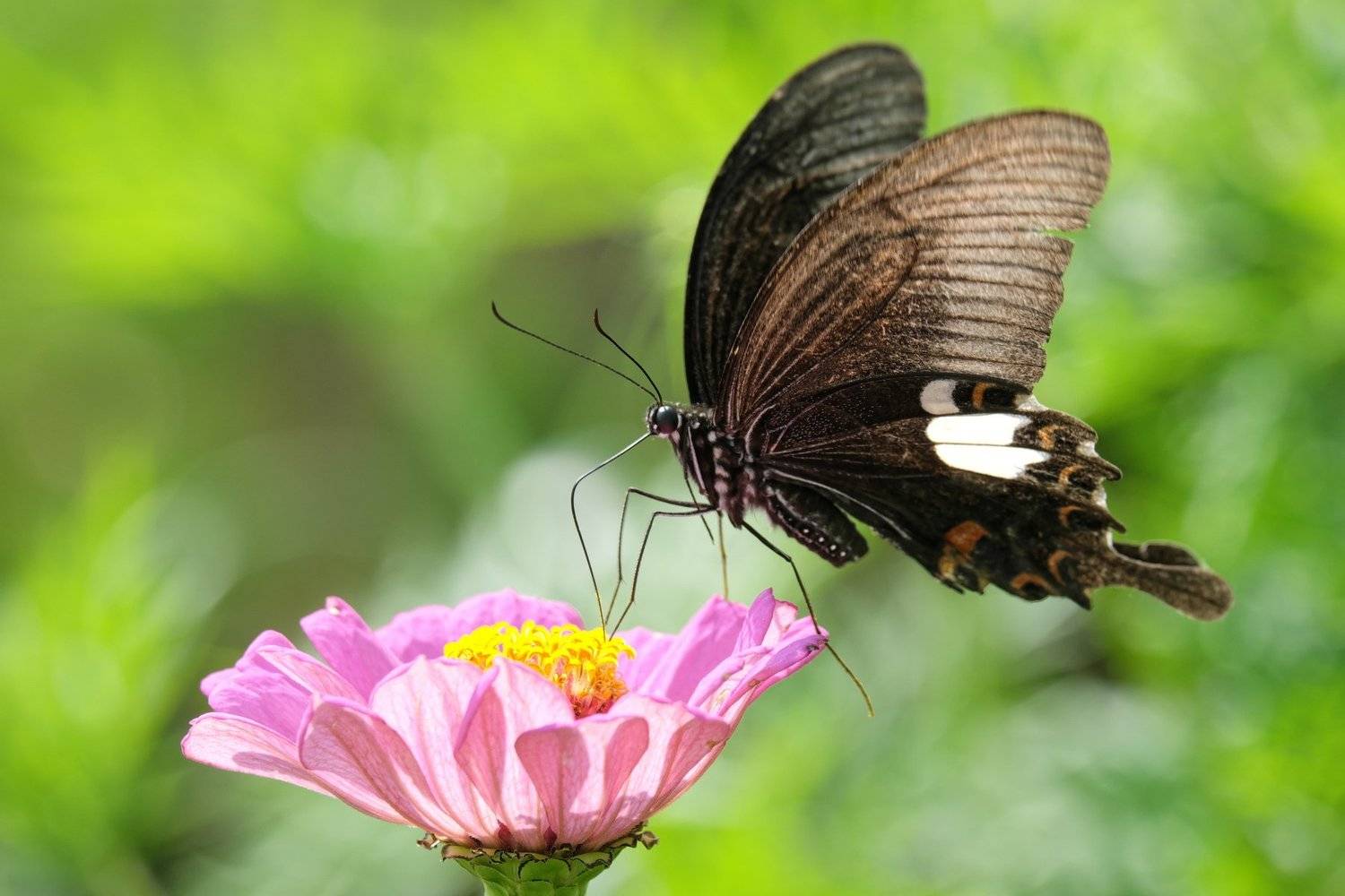 бабочка, непал, гималаи, butterly, nepal, himalayas, Serg Pechenizhskiy