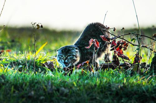 Домашний хищник..