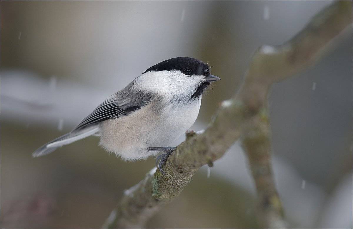 гаичка, пухляк, Андрей Медведев