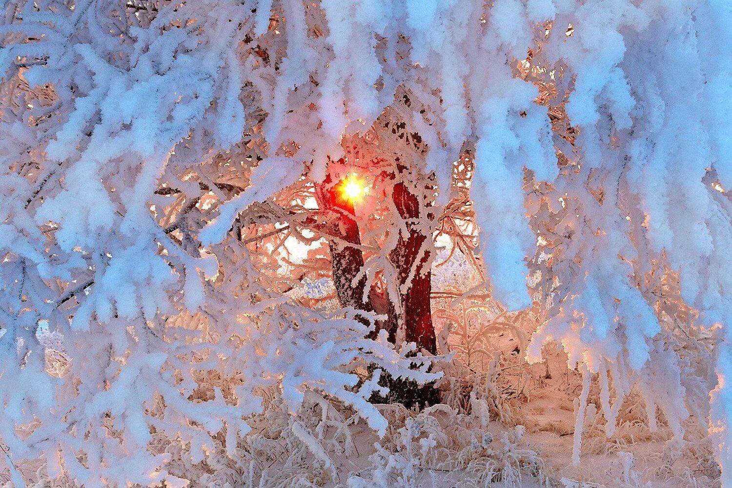 снег иней зима дерево, Качурин Алексей