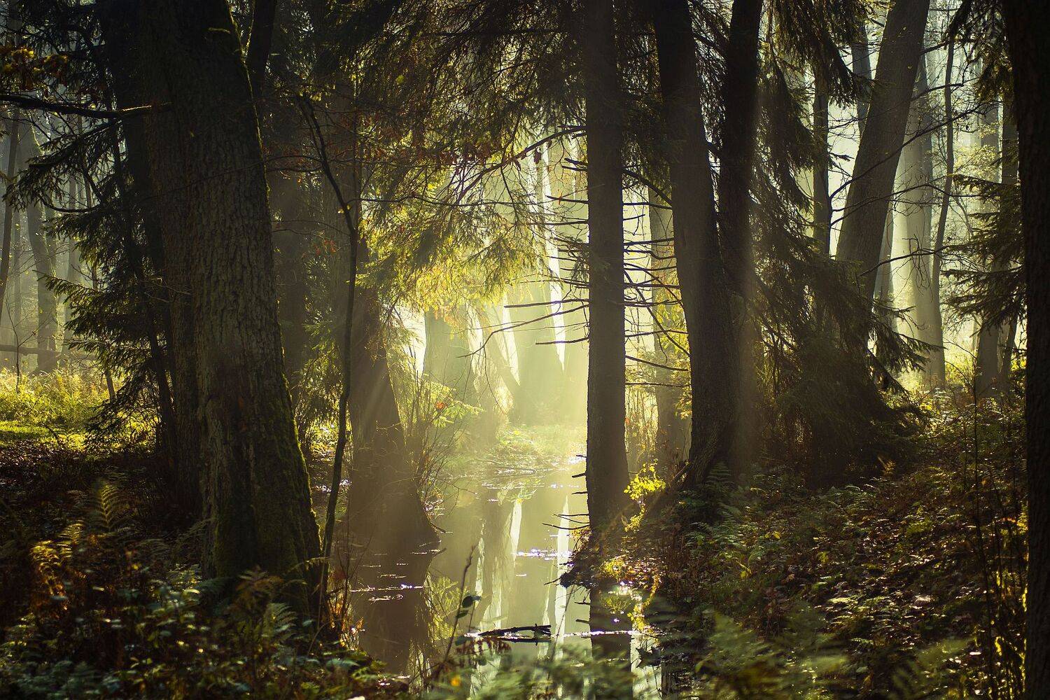 dawn,fog,trees,water,sky,light,landscape,nature,nikon,mist,forest,, Krzysztof Tollas