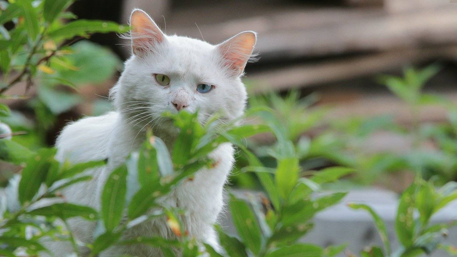 Кот, глаза, Артем Картавцов