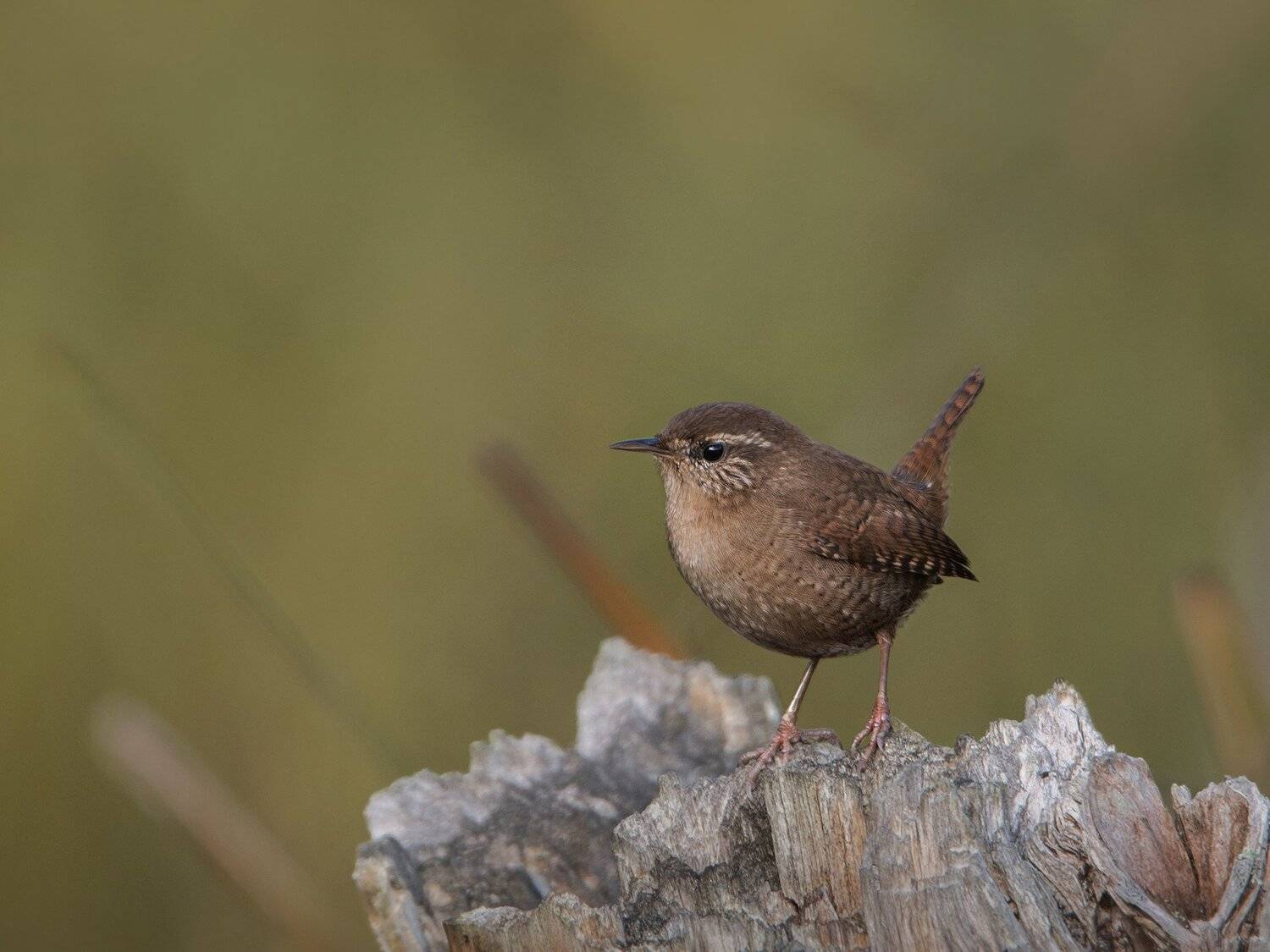 , Arkadiusz Michalak
