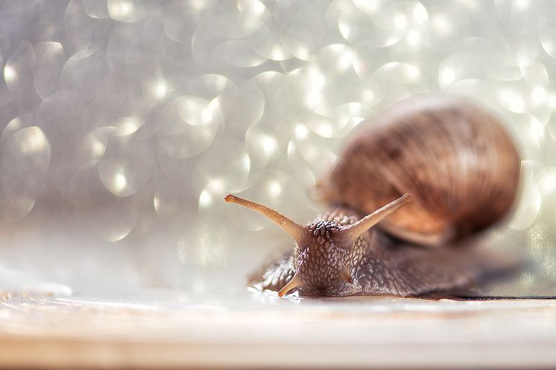 Зимний сон фото превью