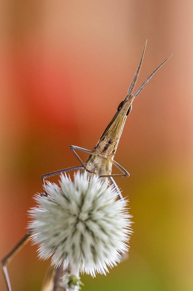 , Александр Земляной