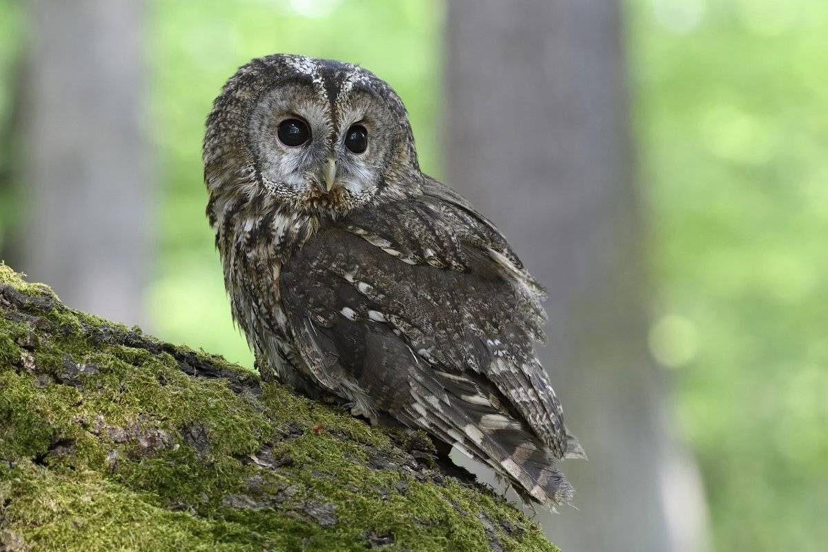 птицы birds, Jaroslav Mego