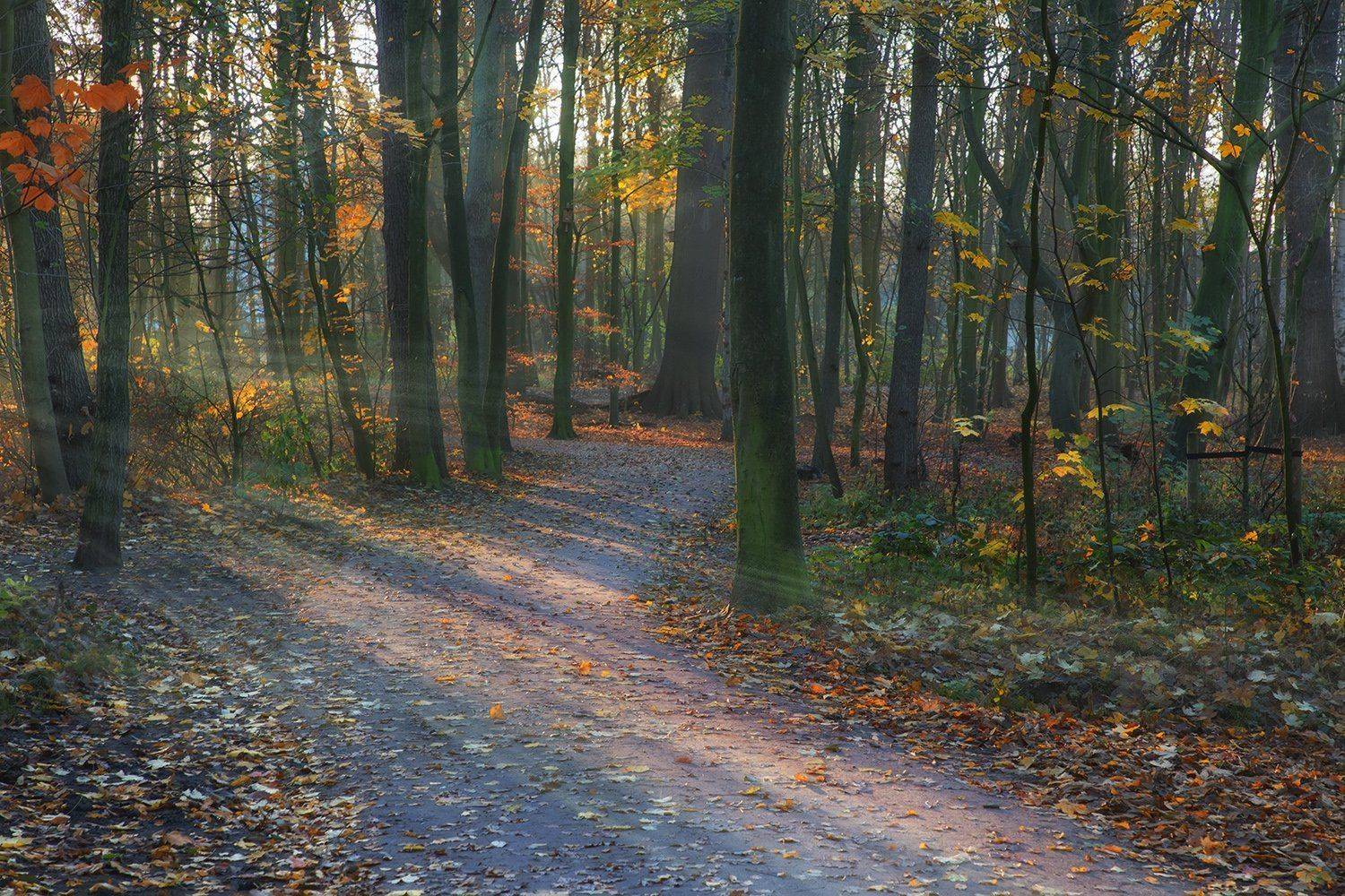 , Игорь Дубровский