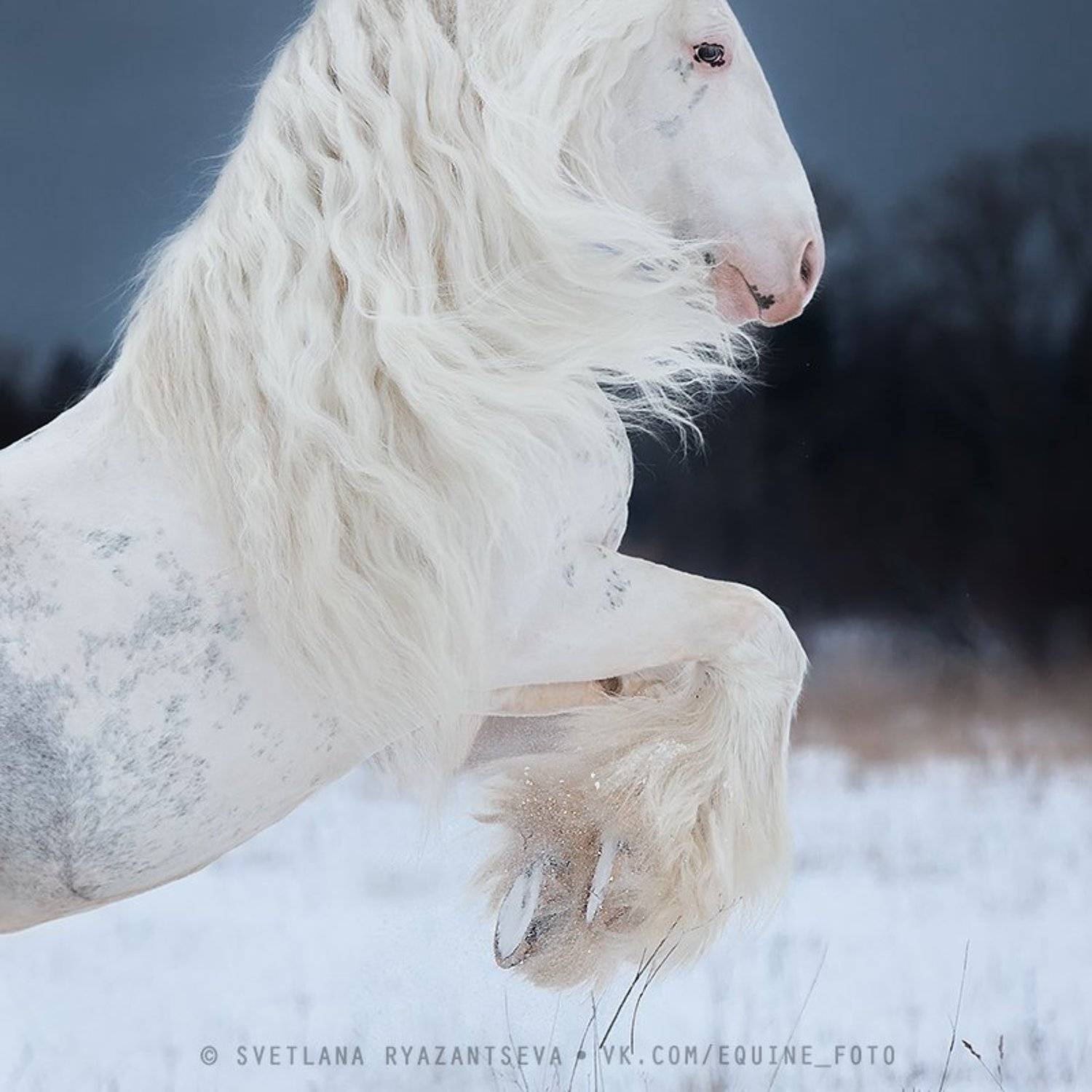 horse, лошадь, лошади, portrait, Svetlana Ryazantseva