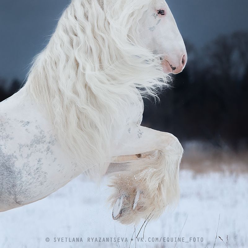 horse, лошадь, лошади, portrait I believe I can fly фото превью