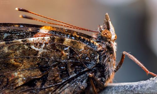 Портрет адмирала