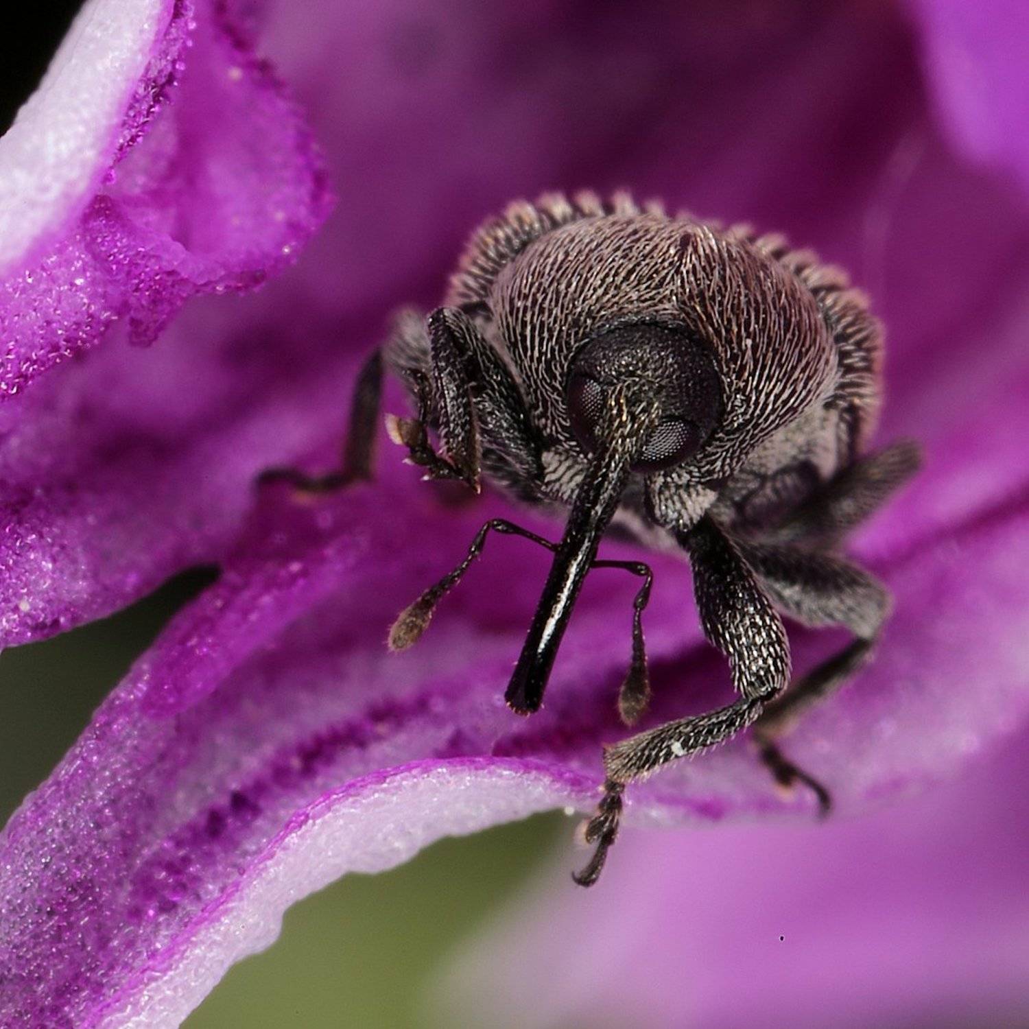 долгоносик орхидея, Александр Зорин