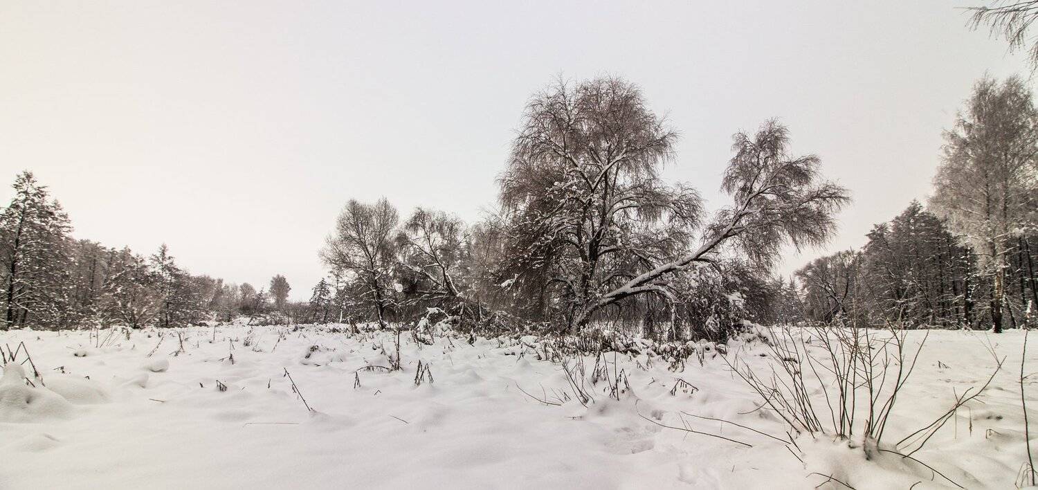 лес, зима, снег, деревья, Руслан Востриков