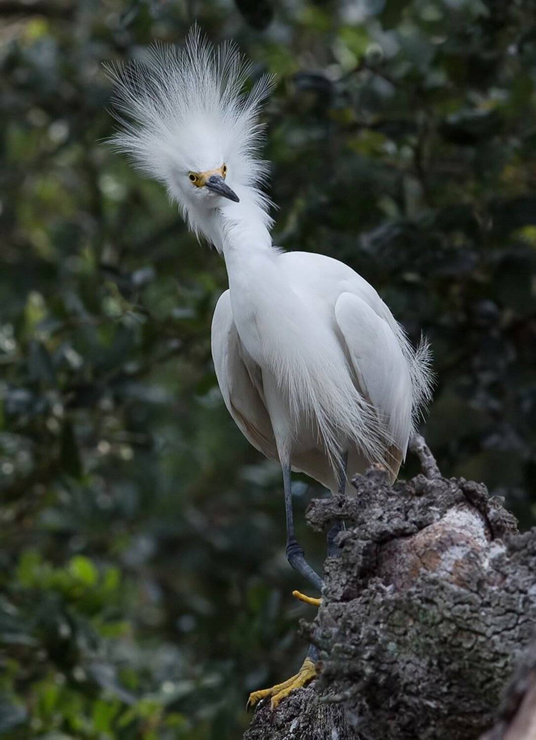 американская белая цапля, snowy egret, heron, florida, цапля, Elizabeth Etkind