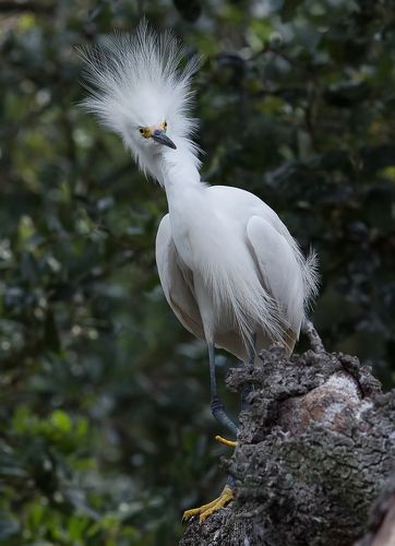 Американская белая цапля - Snowy Egret
