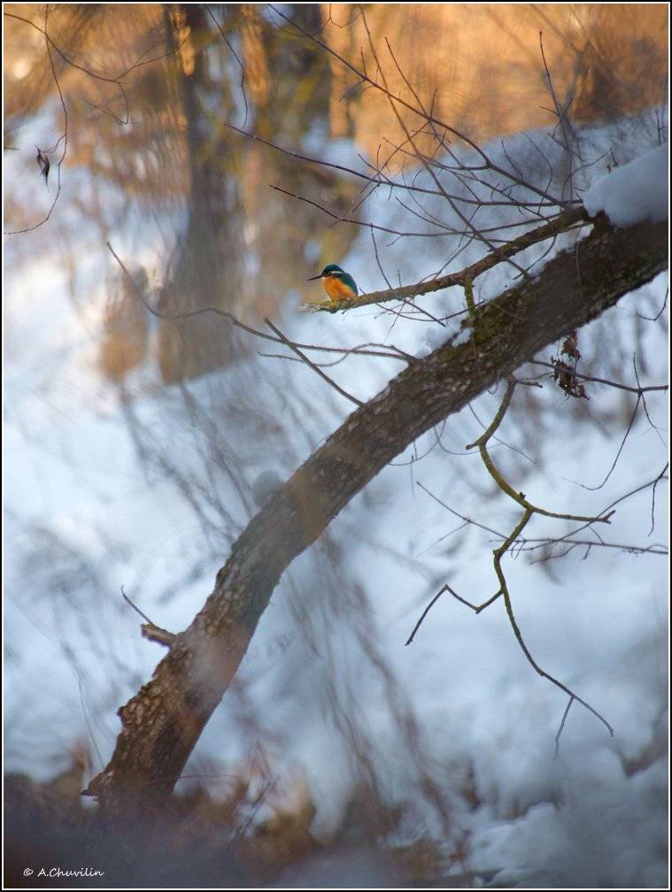 зима,лес,прибрежный,зимородок,тульская, обл., Александр Чувилин