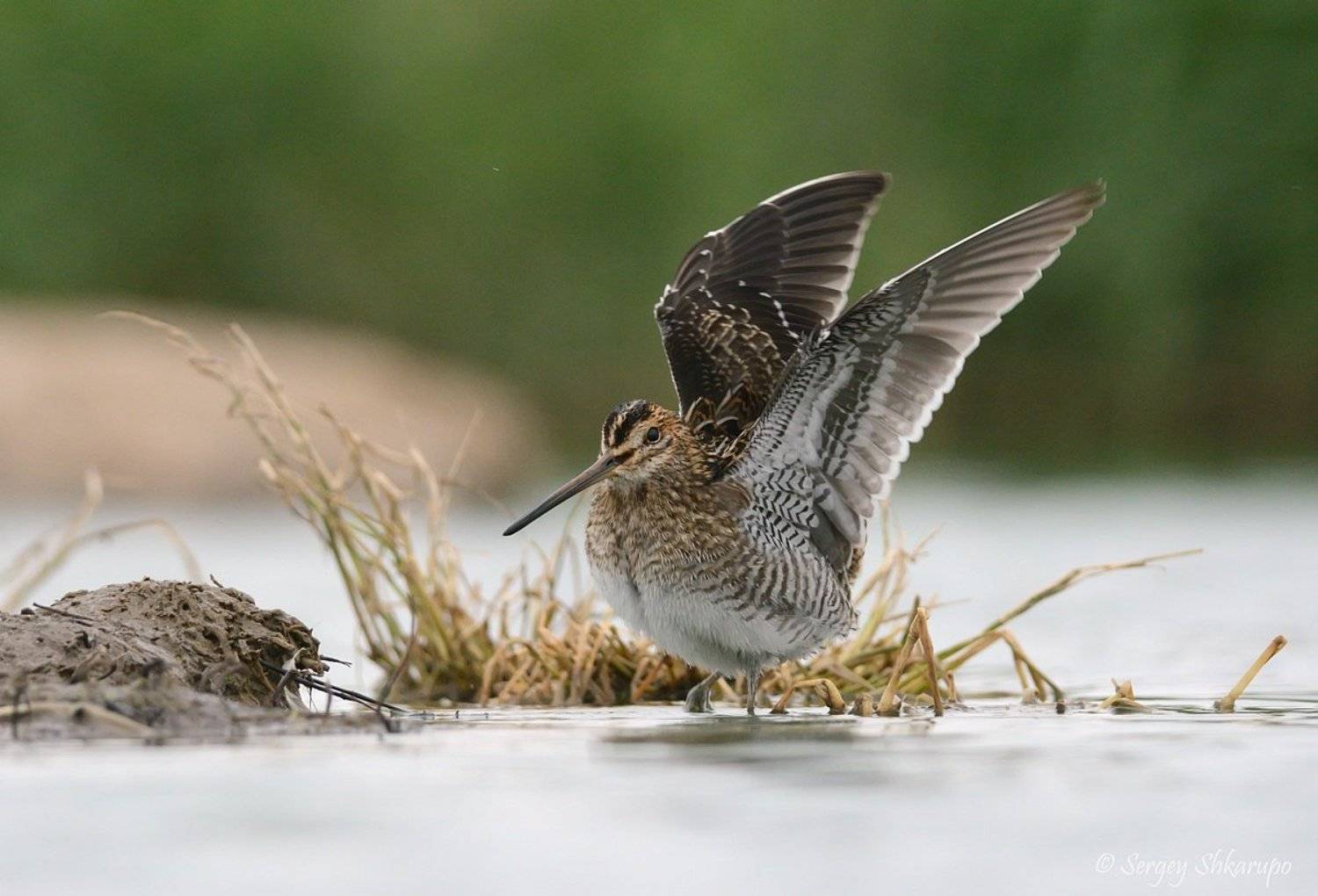 бекас, птицы, крым, birds, wildlife, Сергей Шкарупо