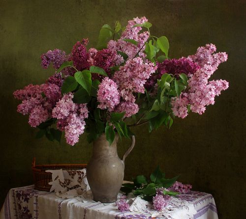 Сирень