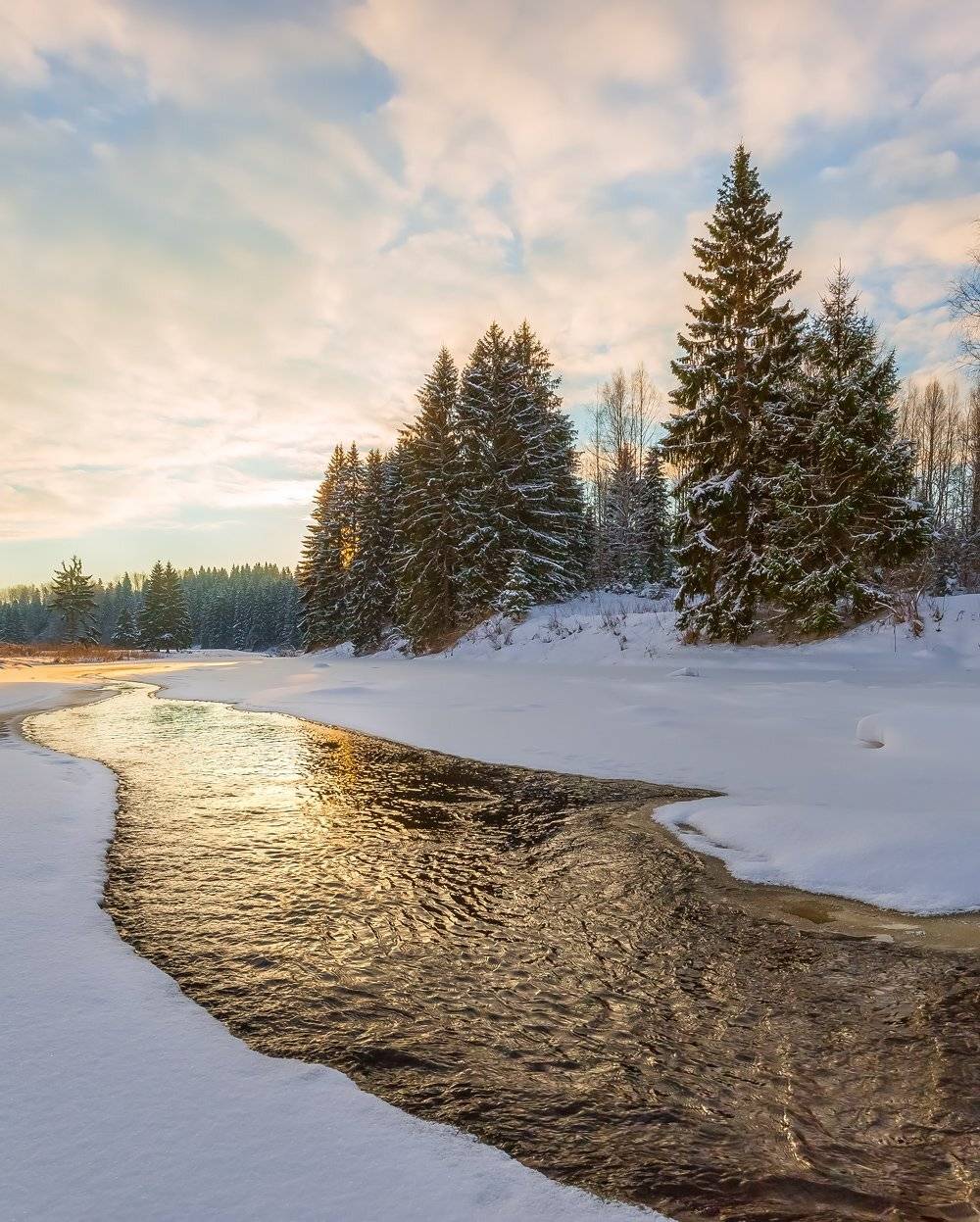 ленинградская область, деревья, зима, рассвет, река, облака, берег, вода, ель, лес, деревья,, Лашков Фёдор