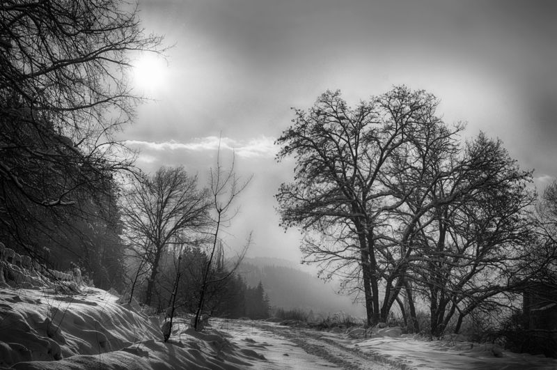 My winter, Black and white, forest, treesзима, лес, деревья My winter фото превью