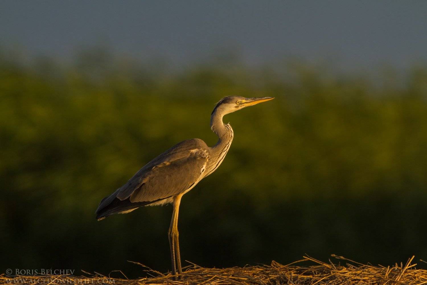 , Борис Белчев