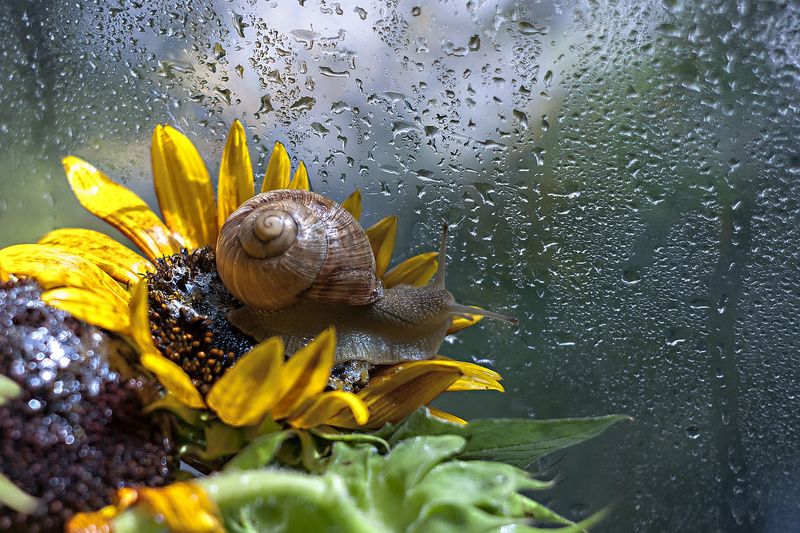 Путешественница... фото превью