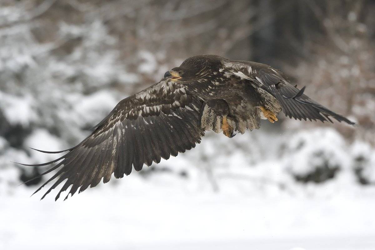 птицы birds, Jaroslav Mego