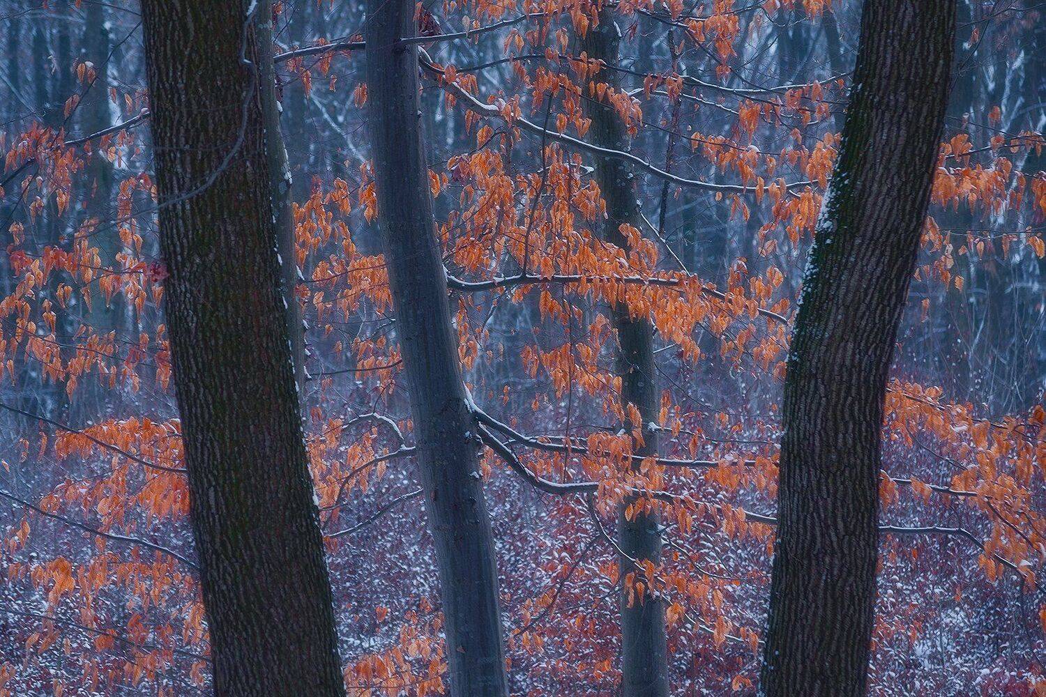 faget, romania, tree, landscape, nature, Csomai David
