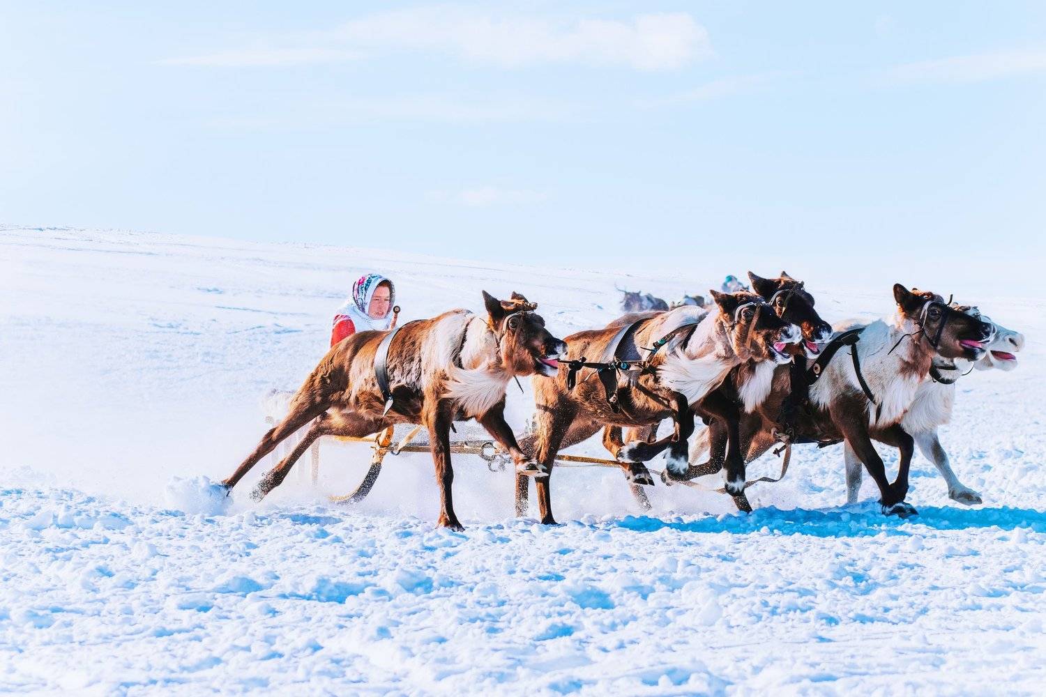ямал ,салехард ,гонки, ямал, янао, олени, природа, полярный урал, Настя Братка
