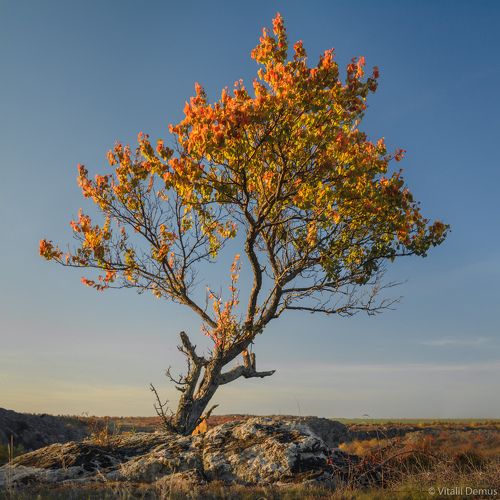 Треугольное дерево. Актовский каньон