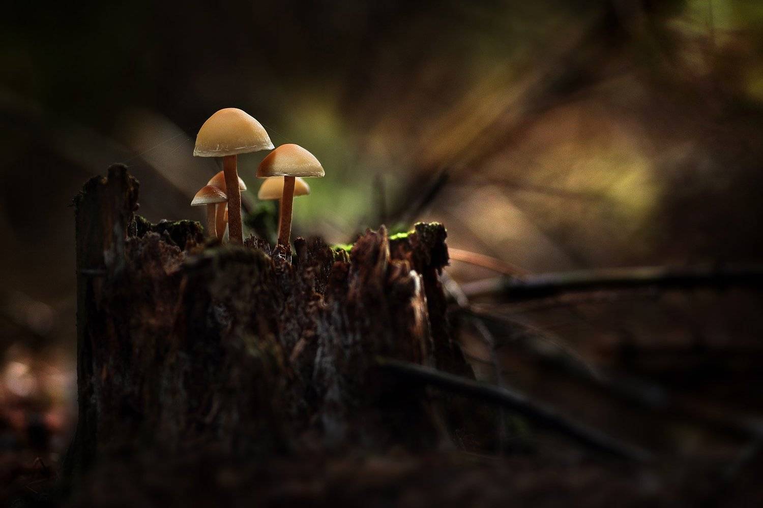 , Вадим Морозов