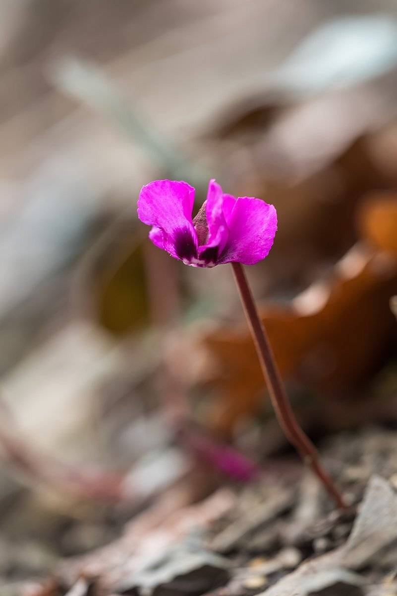 природа, макро, растения, цветы, цикламены, Александр Земляной
