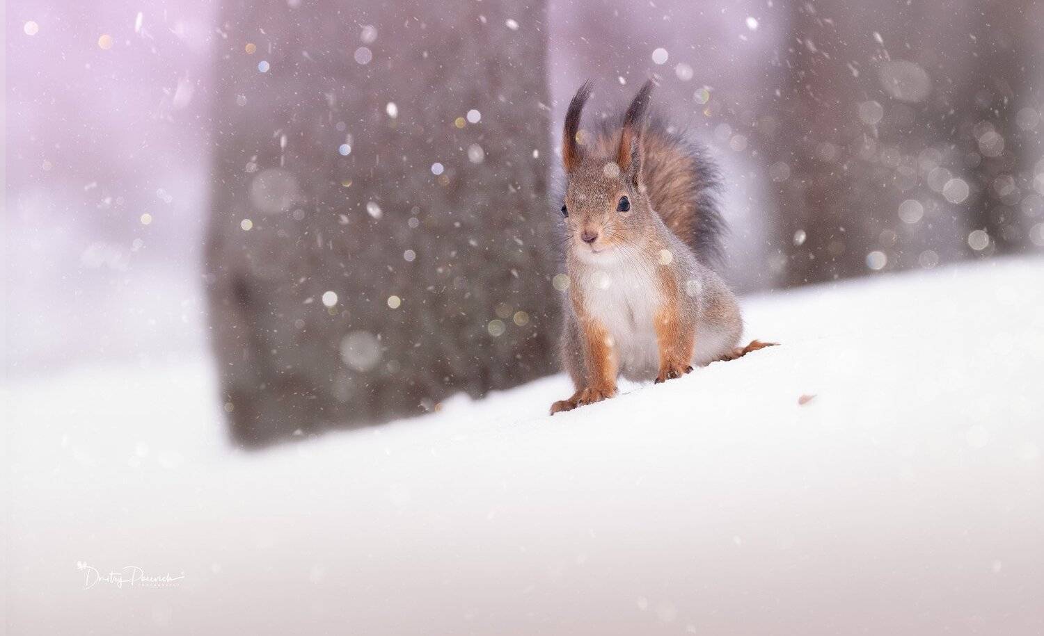 природа, животные, птицы, Дмитрий Посевич