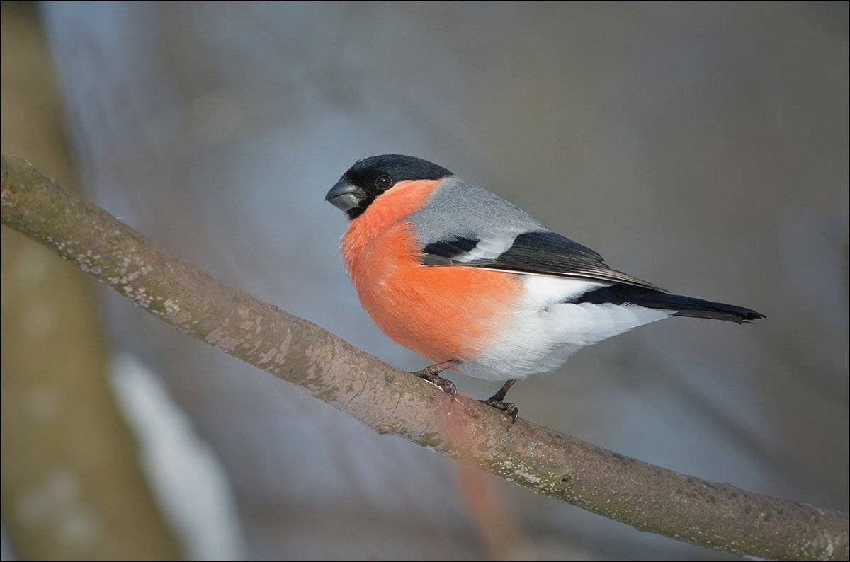 снегирь, Андрей Медведев