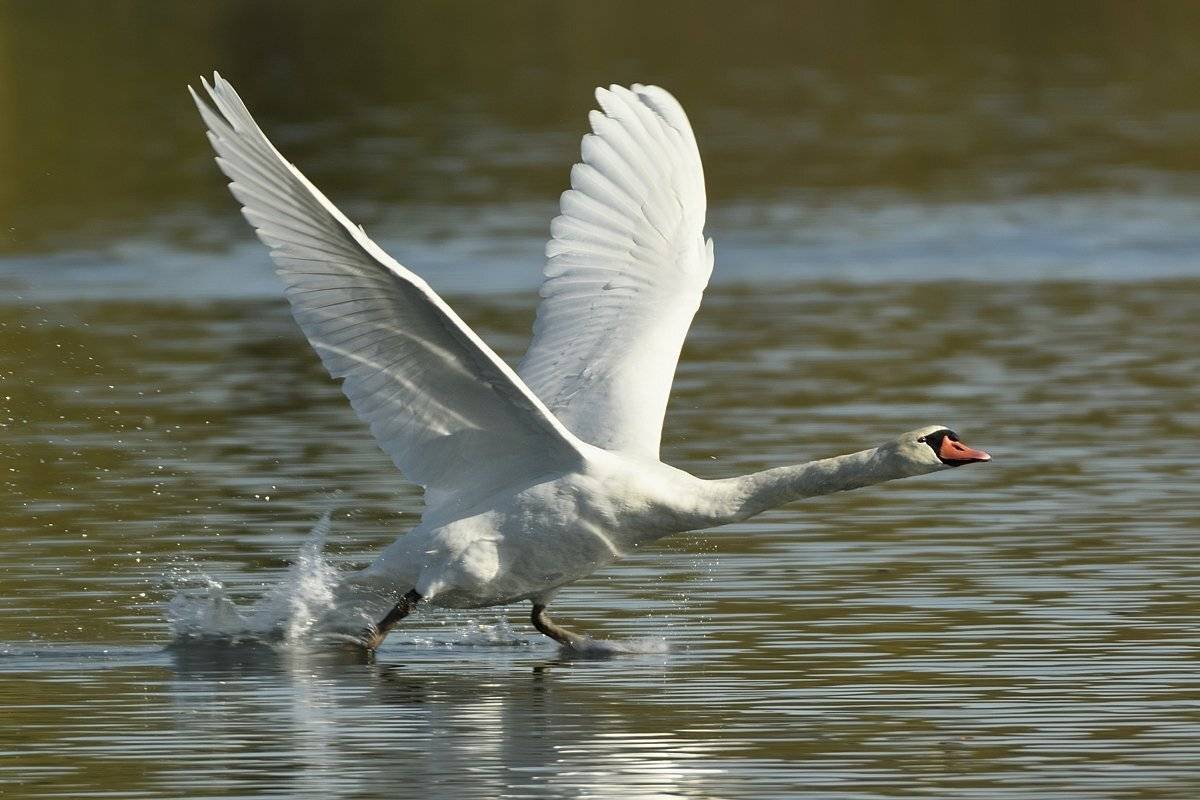 птицы birds slovakia, Jaroslav Mego