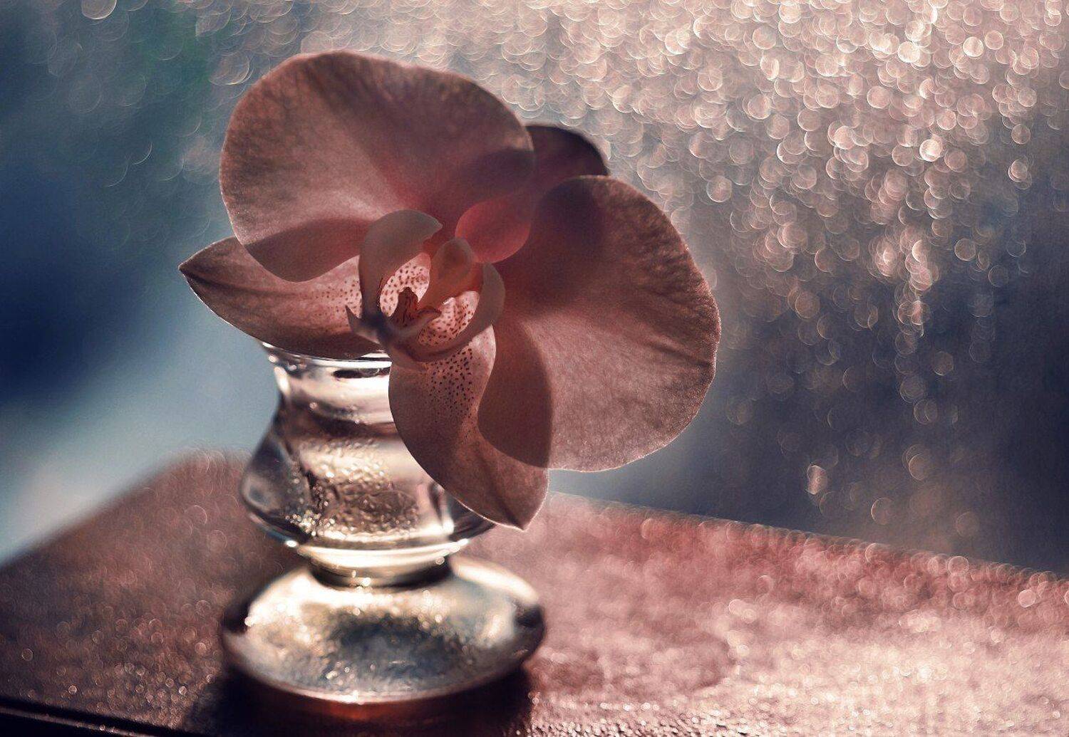 , Лапшина Владлена