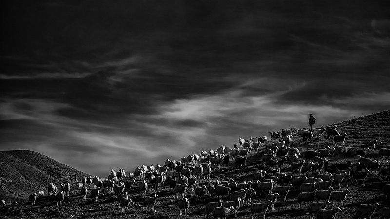 Flocks фото превью