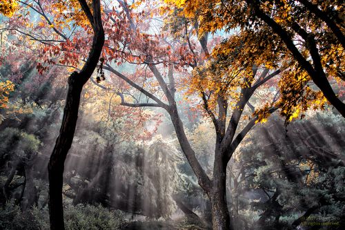 Rays