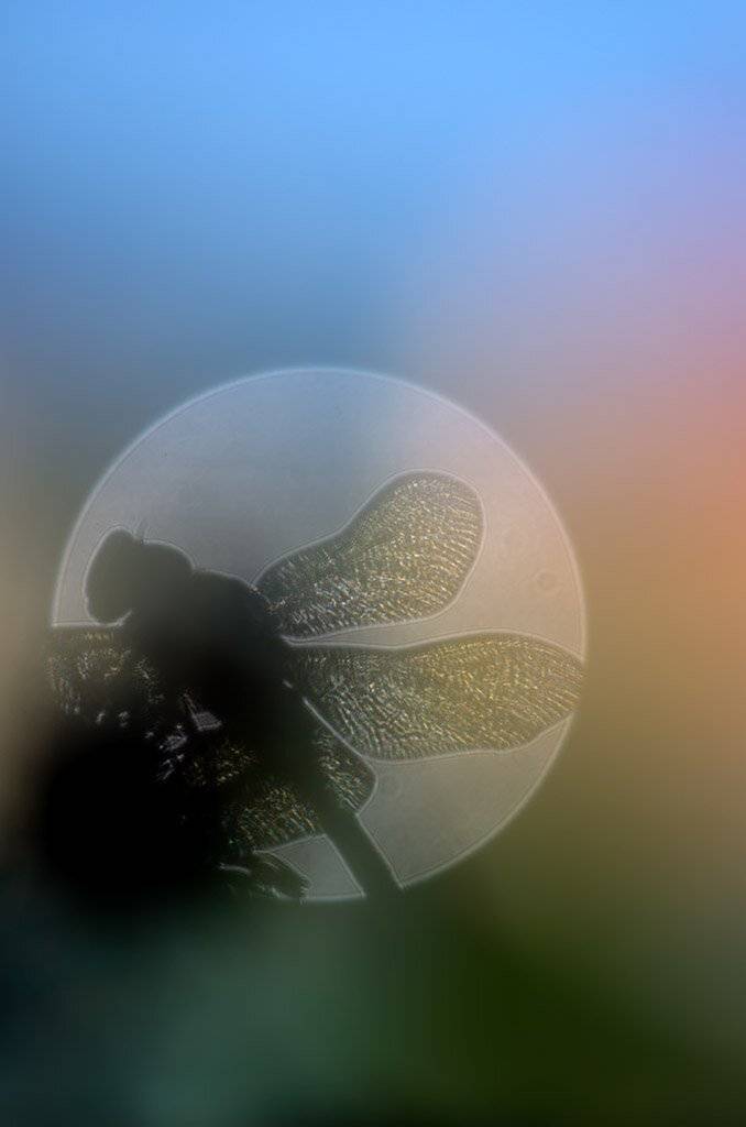 макро, насекомые, стрекоза, Александр Земляной