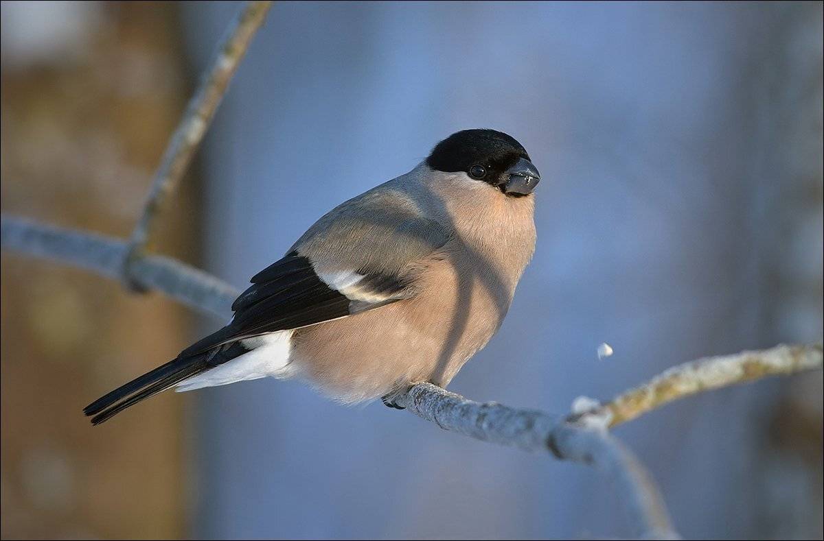 снегирь, Андрей Медведев