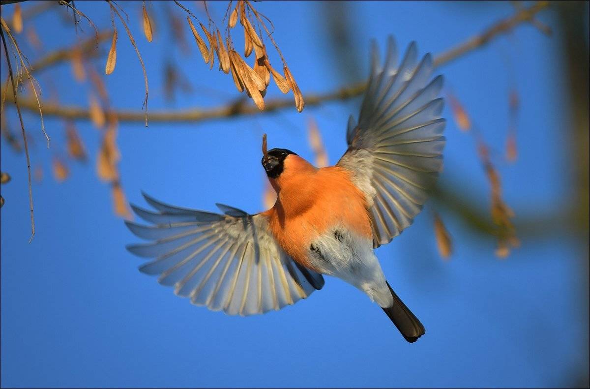 снегирь, Андрей Медведев