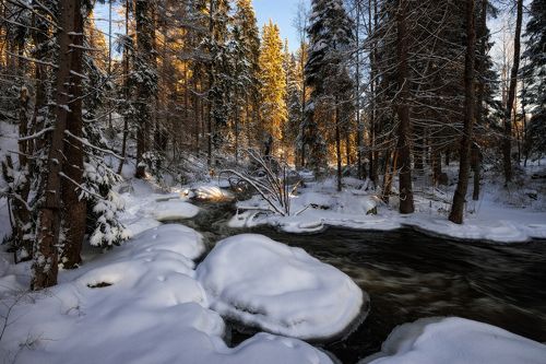 Лесной реки студеные потоки