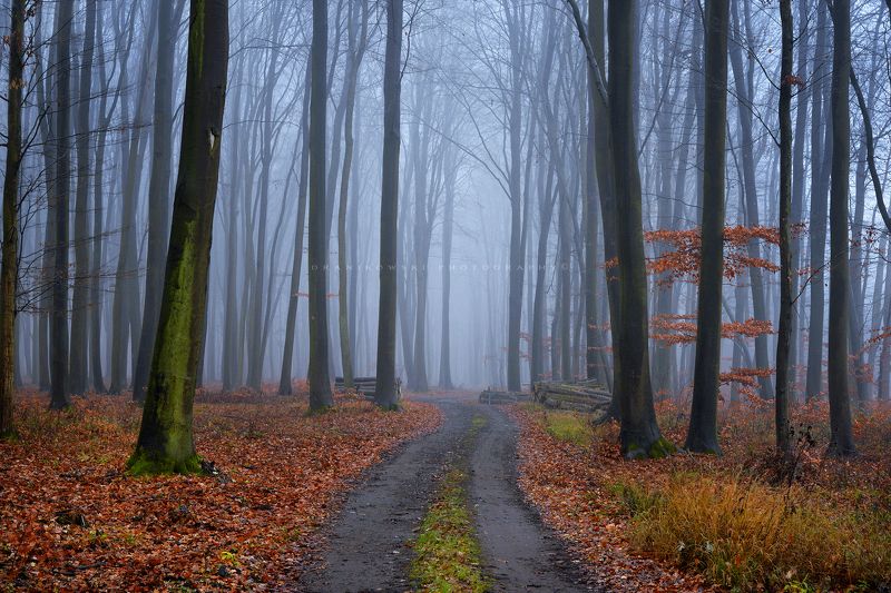 лес las forest mist magic foggy path road dranikowski trees tree autumn fall лес фото превью