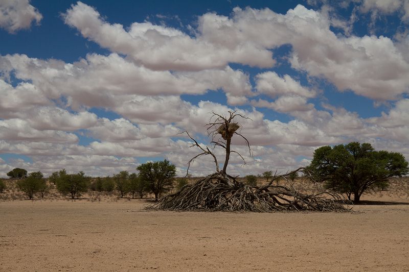 landscape Desert Queen фото превью