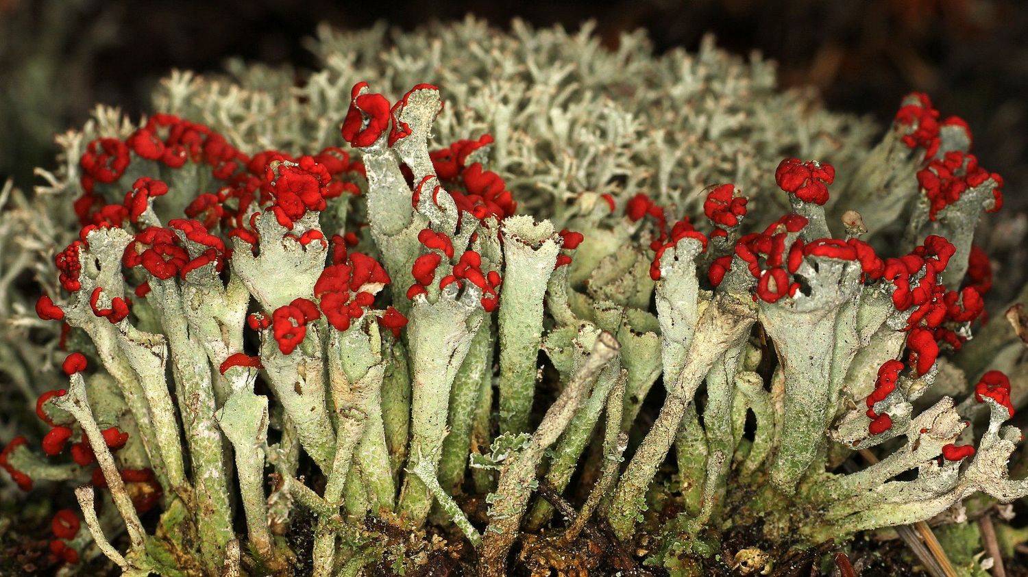 Cladonia лишайник , Александр Зорин