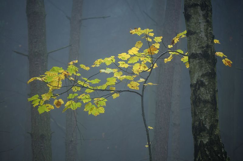 c Autumn forest фото превью